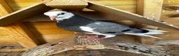 Pigeons birds for sale: Birmingham rollers for sale  - Advert 5