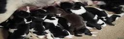 English Springer Spaniel dogs for sale: Beautiful Springer Spaniel Puppies for sale in Honiton - Advert 12