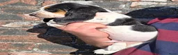 Basset Hound dogs for sale: KC BASSET HOUND PUPPIES  - Advert 13