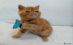 Exotic cats for sale: CHUBBY KITTENS - Image 2