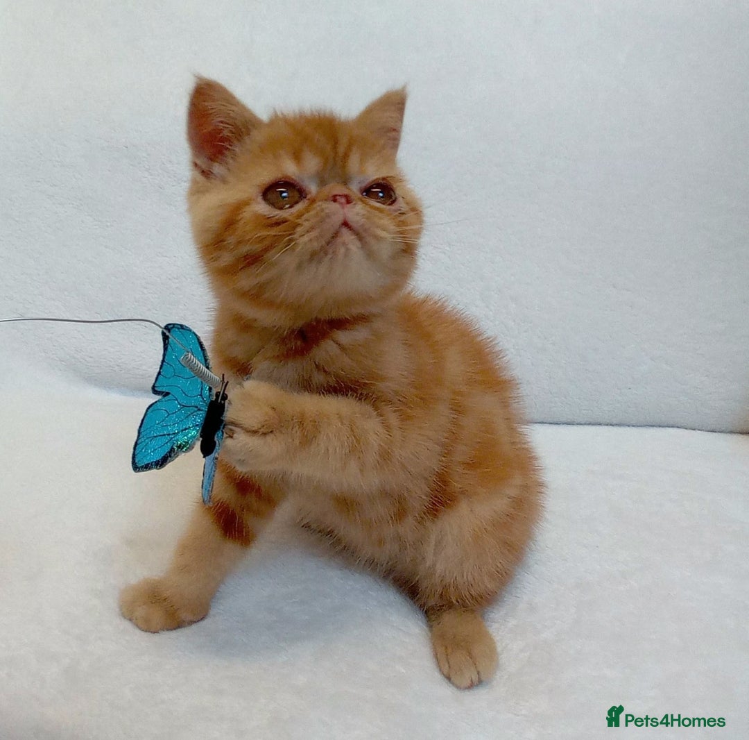 Exotic cats for sale: CHUBBY KITTENS - Image 2