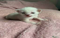 Siamese cats for sale: Siamese x Maine coon  - Advert 9