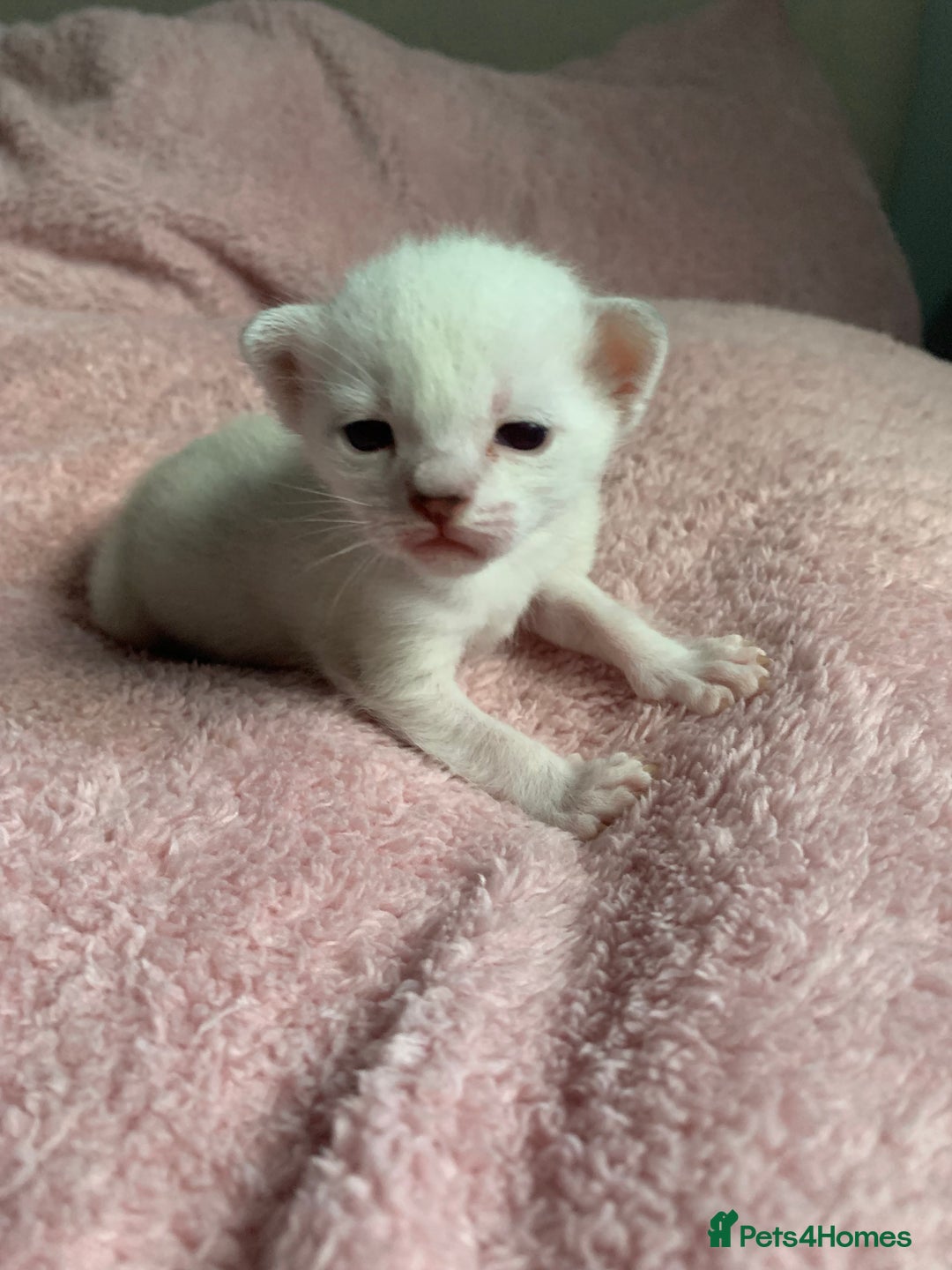 Siamese cats for sale: Siamese x Maine coon  - Advert 9