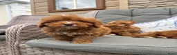Cockapoo dogs for sale: F1 Cockapoo puppies (council licensed) - Advert 10