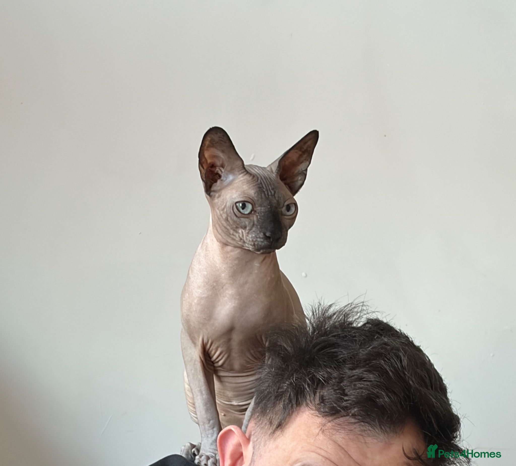 Sphynx cats Beautiful boy needing a home - Advert 18