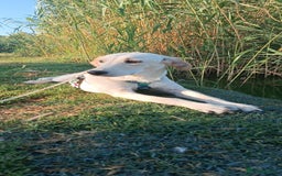 Labrador Retriever dogs for adoption: Blondie - Image 2