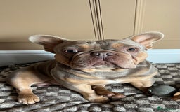 French Bulldog dogs for sale: Frank, Isabella & tan French bulldog  - Image 1