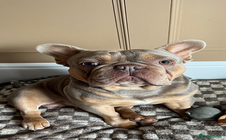 French Bulldog dogs - Advert 1