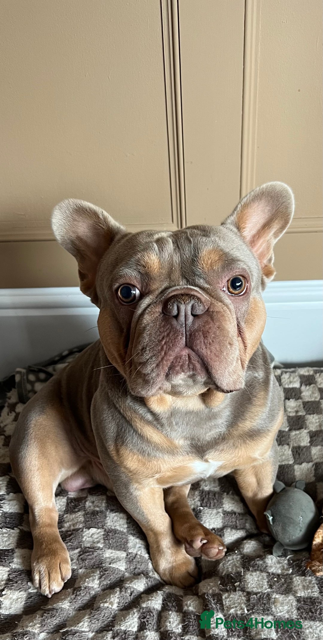 French Bulldog dogs for sale: Frank, Isabella & tan French bulldog  - Image 1