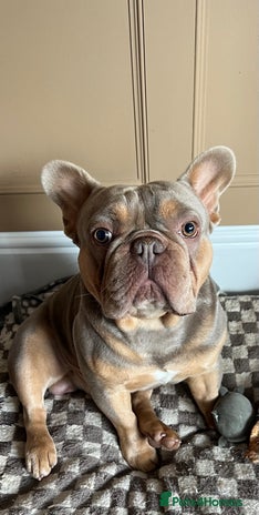 French Bulldog dogs - Advert 11