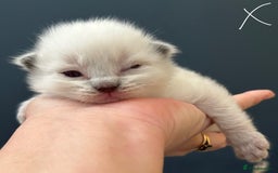 Ragdoll cats for sale: Stunning Rainbow of Ragdoll Kittens - Image 16