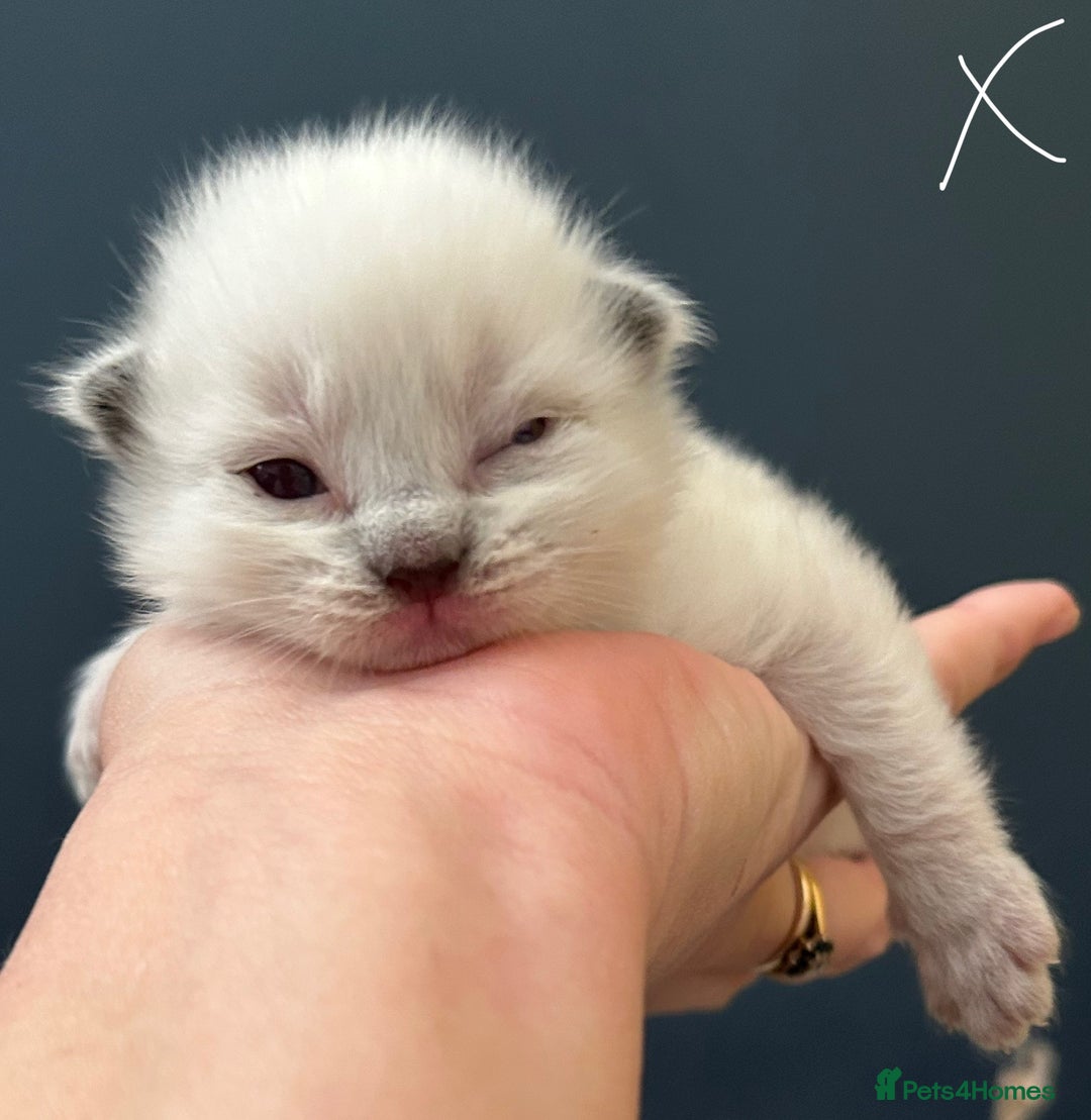 Ragdoll cats for sale: Stunning Rainbow of Ragdoll Kittens - Image 16