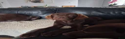 Labrador Retriever dogs for sale: Ready to go now KC Registered Chocolate LabPups - Advert 9