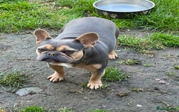 French Bulldog dogs for sale: Delilah  - Advert 1
