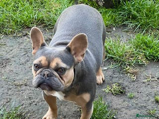 French Bulldog dogs Delilah - Advert 13