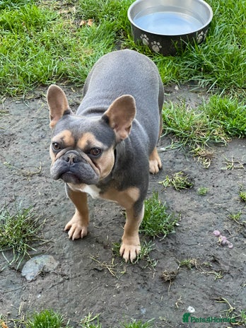 French Bulldog dogs Delilah - Advert 1