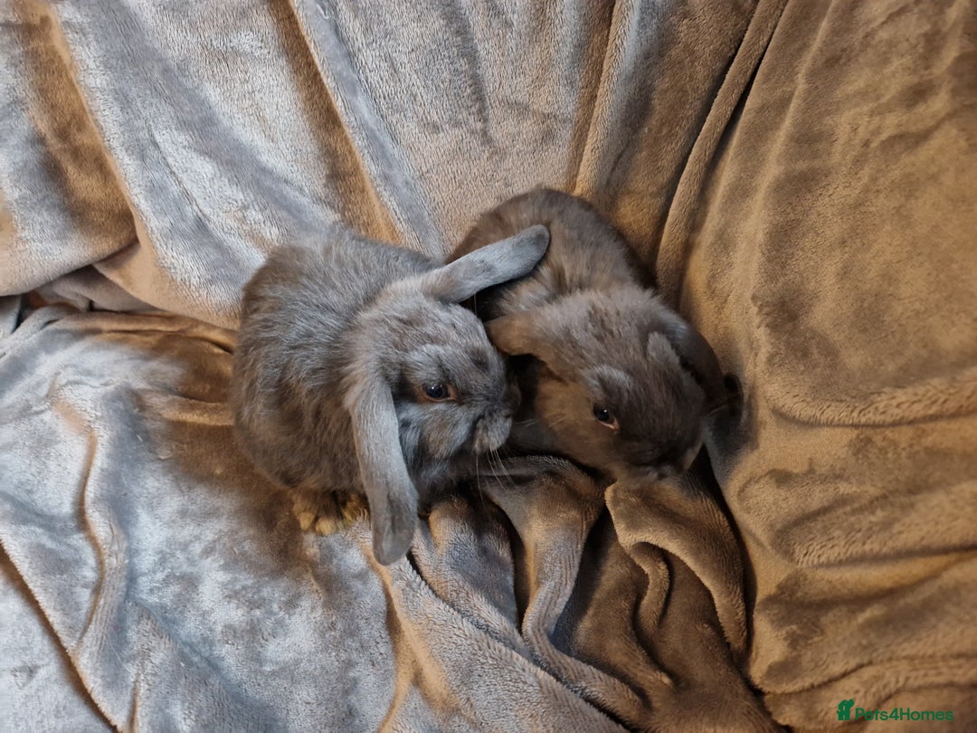 Mini Lop rabbits for sale: Cute Purebred Mini lops-Boys and girls available - Image 12