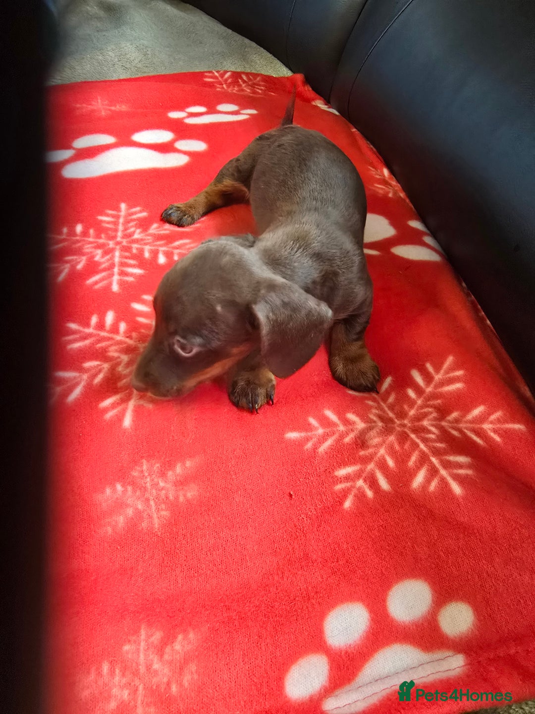 Miniature Dachshund dogs for sale: Dachshund puppies  - Image 10