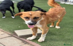 Mixed Breed dogs for adoption: Sweet Armin looking for LOvE - Image 15