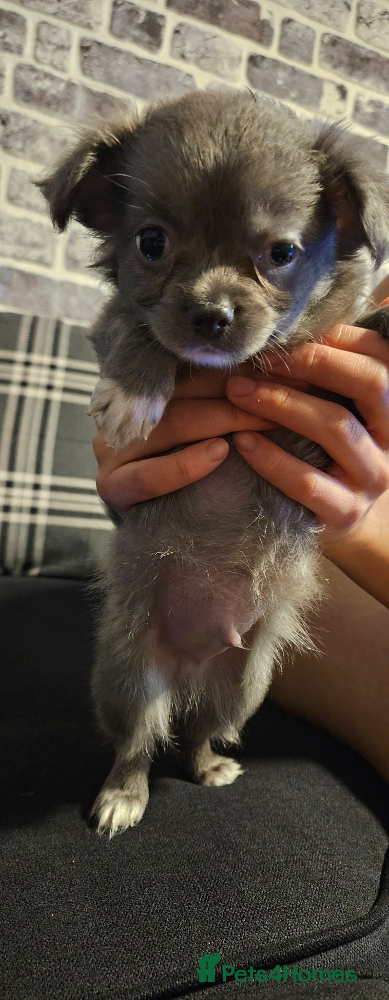 Chihuahua dogs Long & short haird chihuahua puppies  - Advert 2