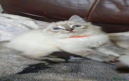 Ragdoll cats for sale: Beautiful GCCF Registered Ragdoll Kittens. - Image 13