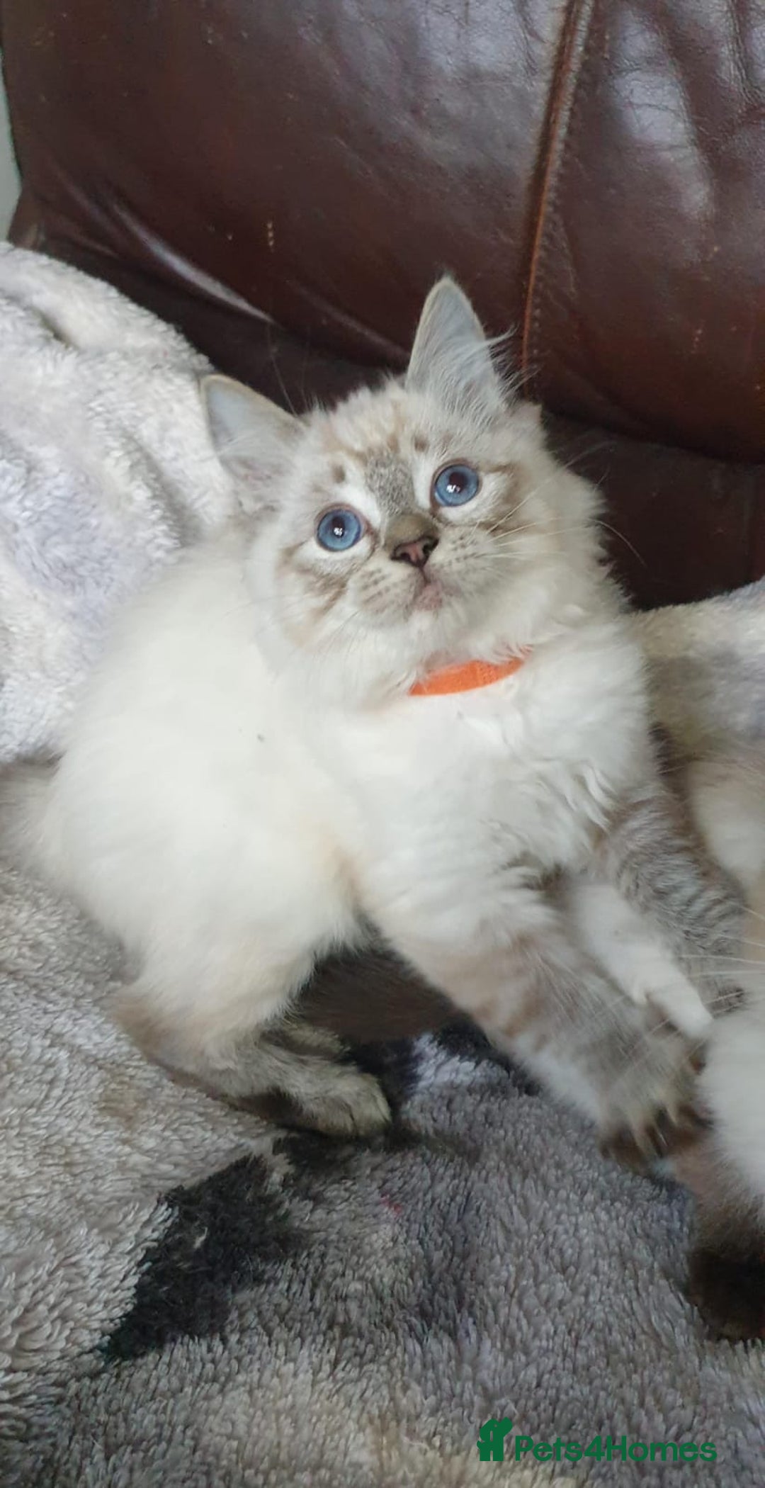 Ragdoll cats for sale: Beautiful GCCF Registered Ragdoll Kittens. - Image 13