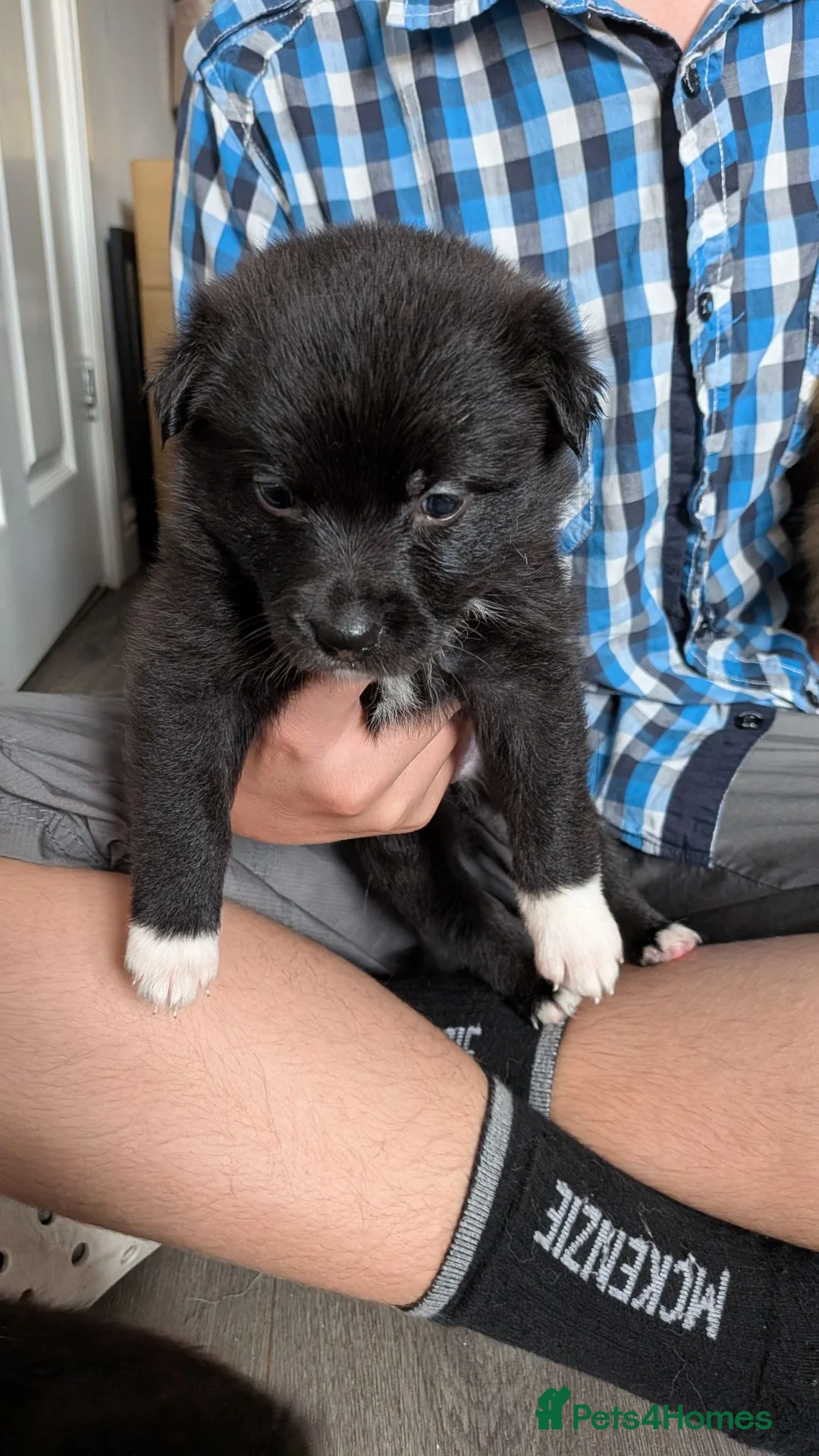 Mixed Breed dogs for sale: Pollies  - Advert 10