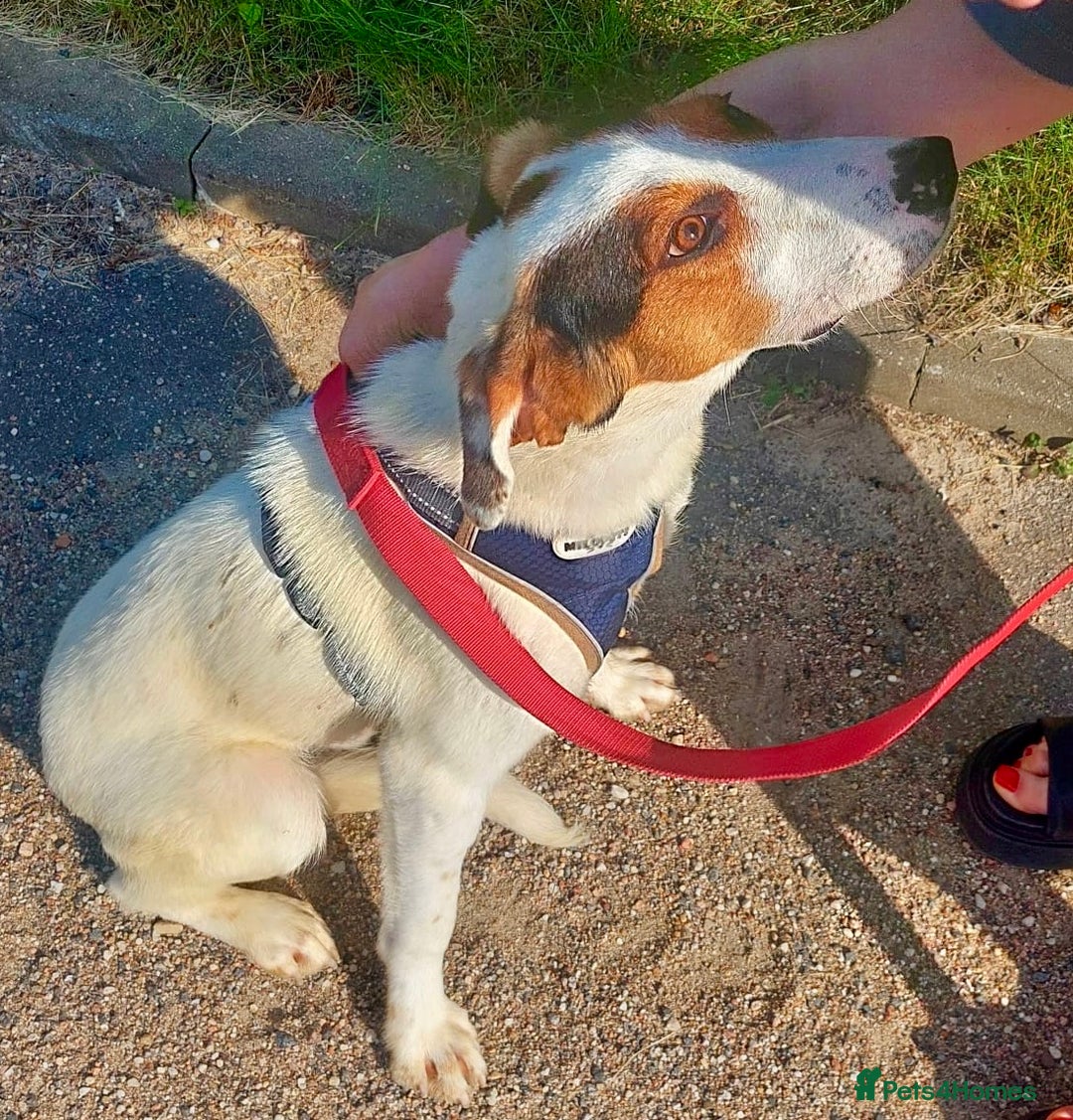 Foxhound dogs for adoption: Hugo – The Puppy Who Survived the Silence - Image 5