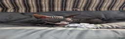 Sphynx cats for sale: Ready for reservation  - Advert 16