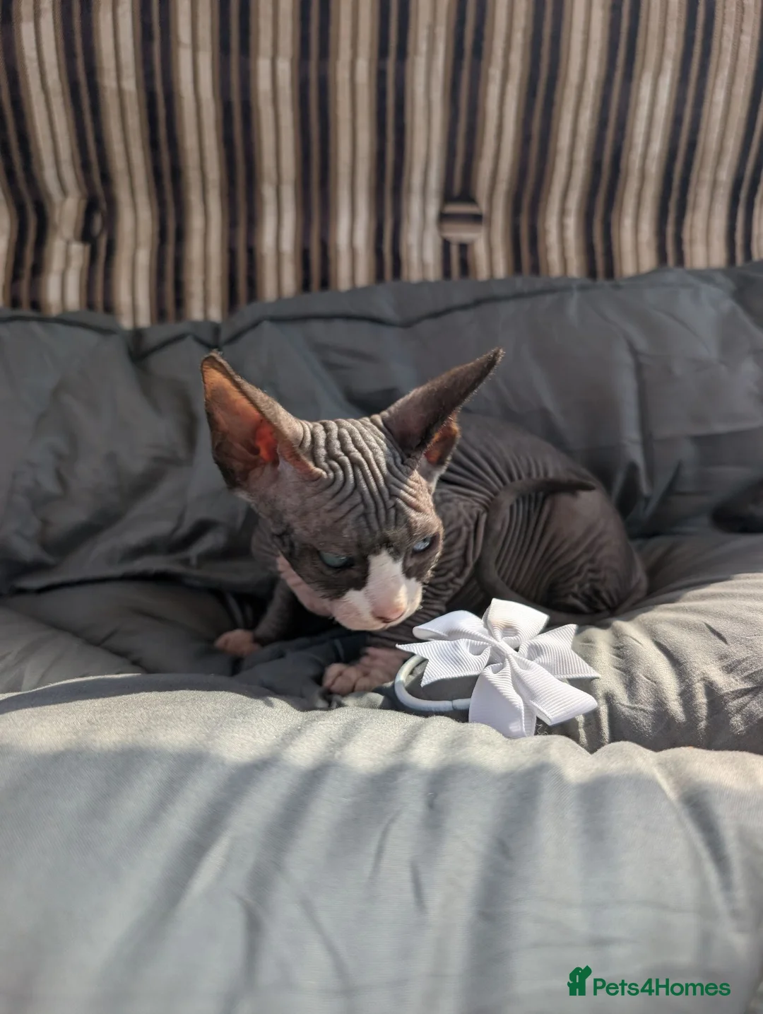 Sphynx cats for sale: Ready for reservation  - Advert 16
