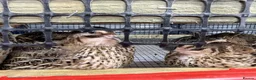 Quail poultry for sale: Laying Hen Quails in Abertillery - Advert 2