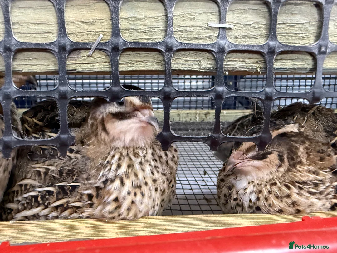 Quail poultry for sale: Laying Hen Quails in Abertillery - Advert 2