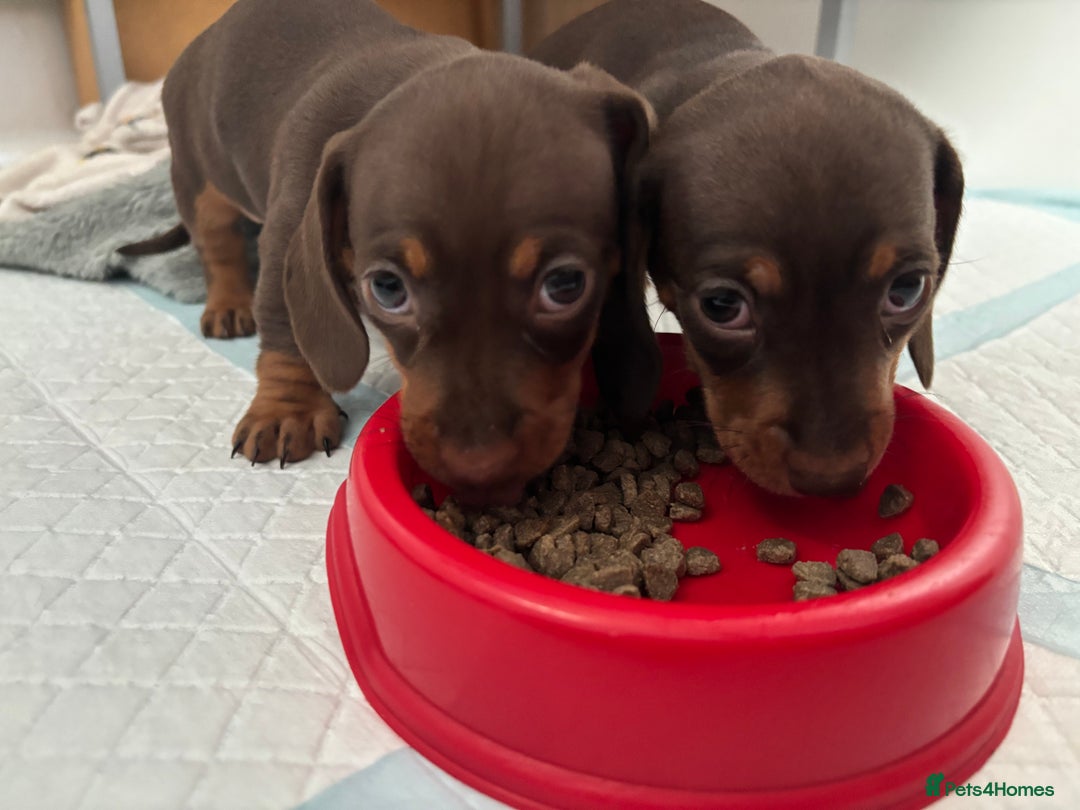Miniature Dachshund dogs for sale: KC Registered Miniature Dachshund Puppies For Sale - Image 21