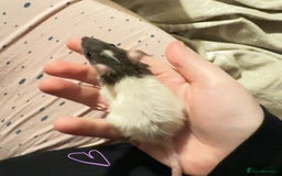 Rat rodents for sale: Baby rats ready now - Image 6