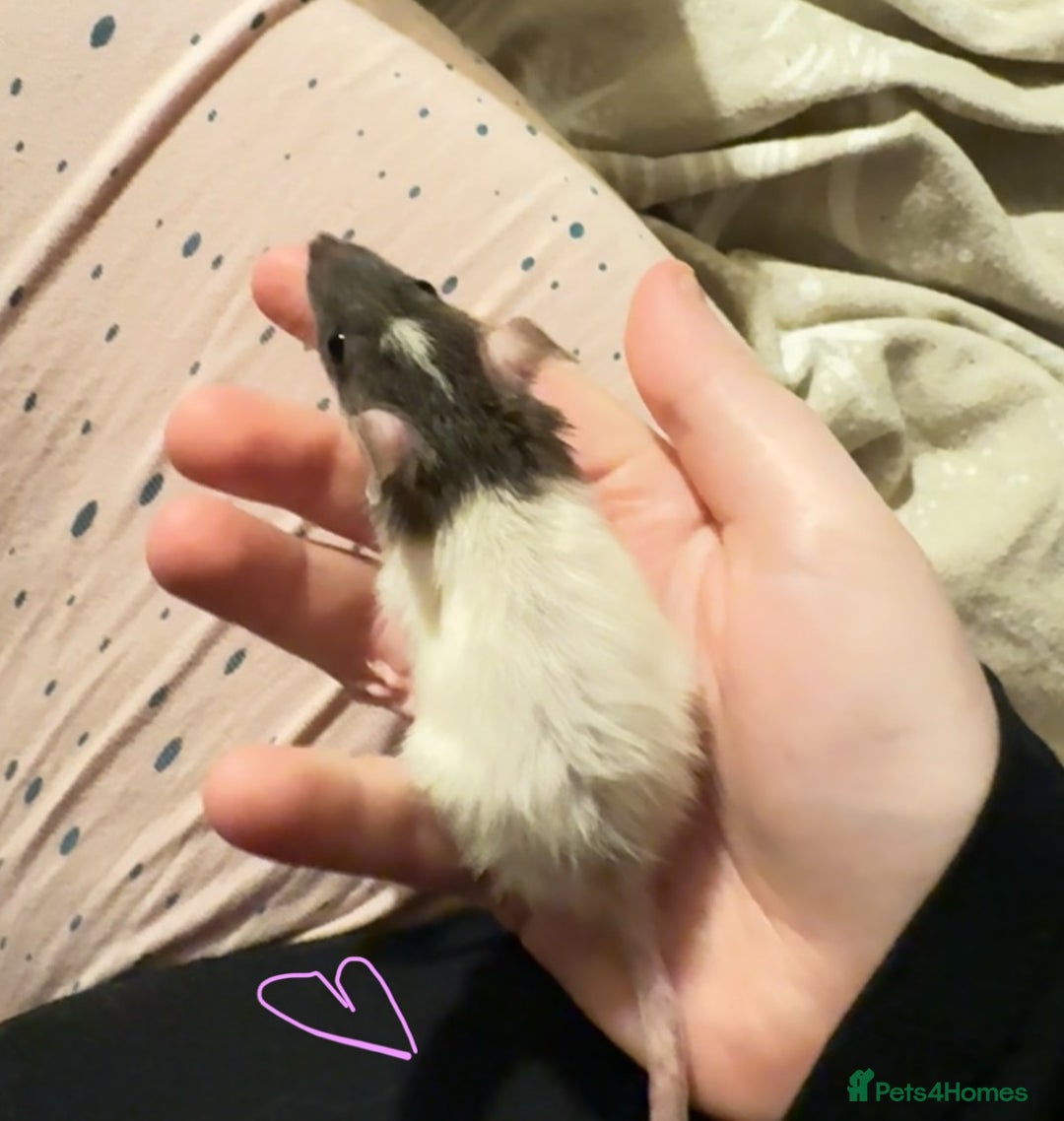 Rat rodents for sale: Baby rats ready now - Image 6