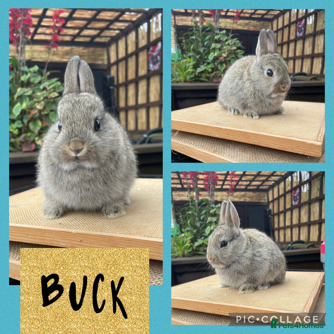 Netherland Dwarf rabbits for sale: Nethie bucks and does ready to reserve  - Image 3