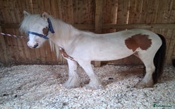 Irish Cob horses for sale: Lady for sale  - Image 1