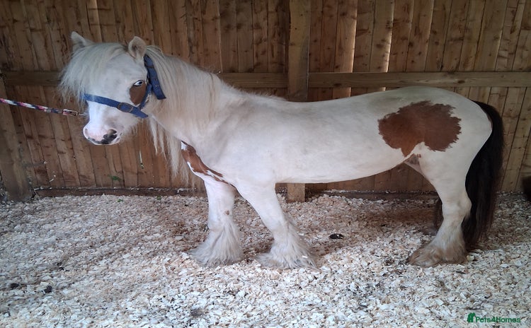 Irish Cob horses - Advert 1