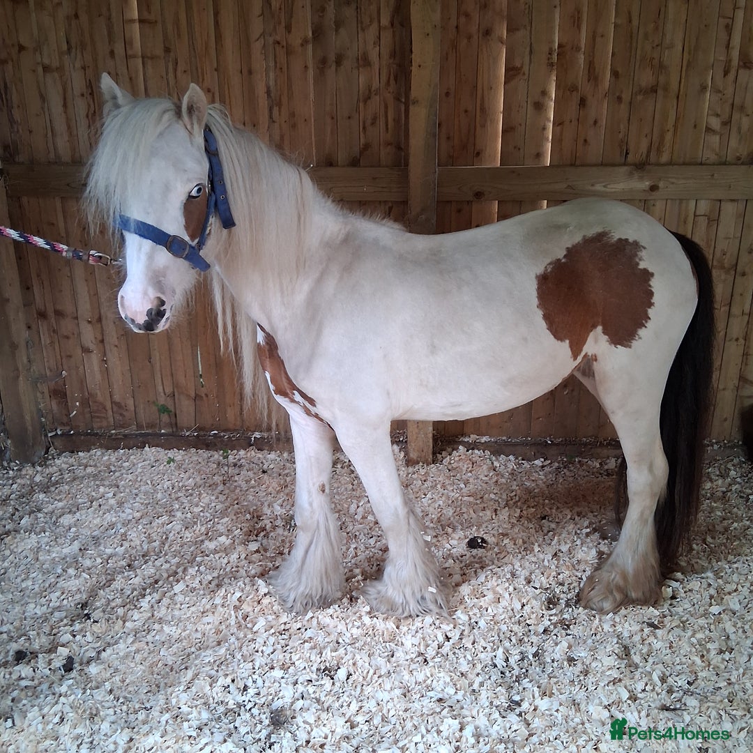 Irish Cob horses for sale: Lady for sale  - Image 1