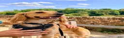 Cocker Spaniel dogs for stud: Golden Cocker Spaniel for Stud - Advert 12