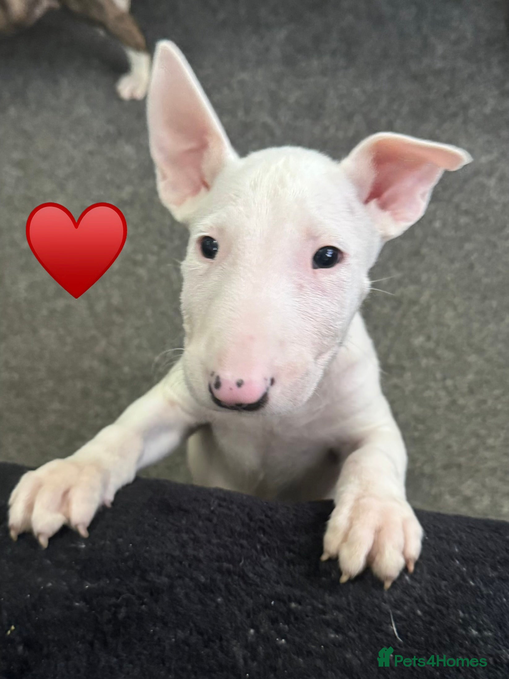 English Bull Terrier dogs 5 stunning English bull terrier boys  - Advert 6