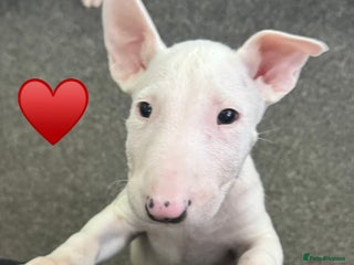 English Bull Terrier dogs 5 stunning English bull terrier boys - Advert 3