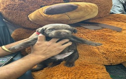 Labrador Retriever dogs for sale: beautyfull pedigree labrador - Image 7