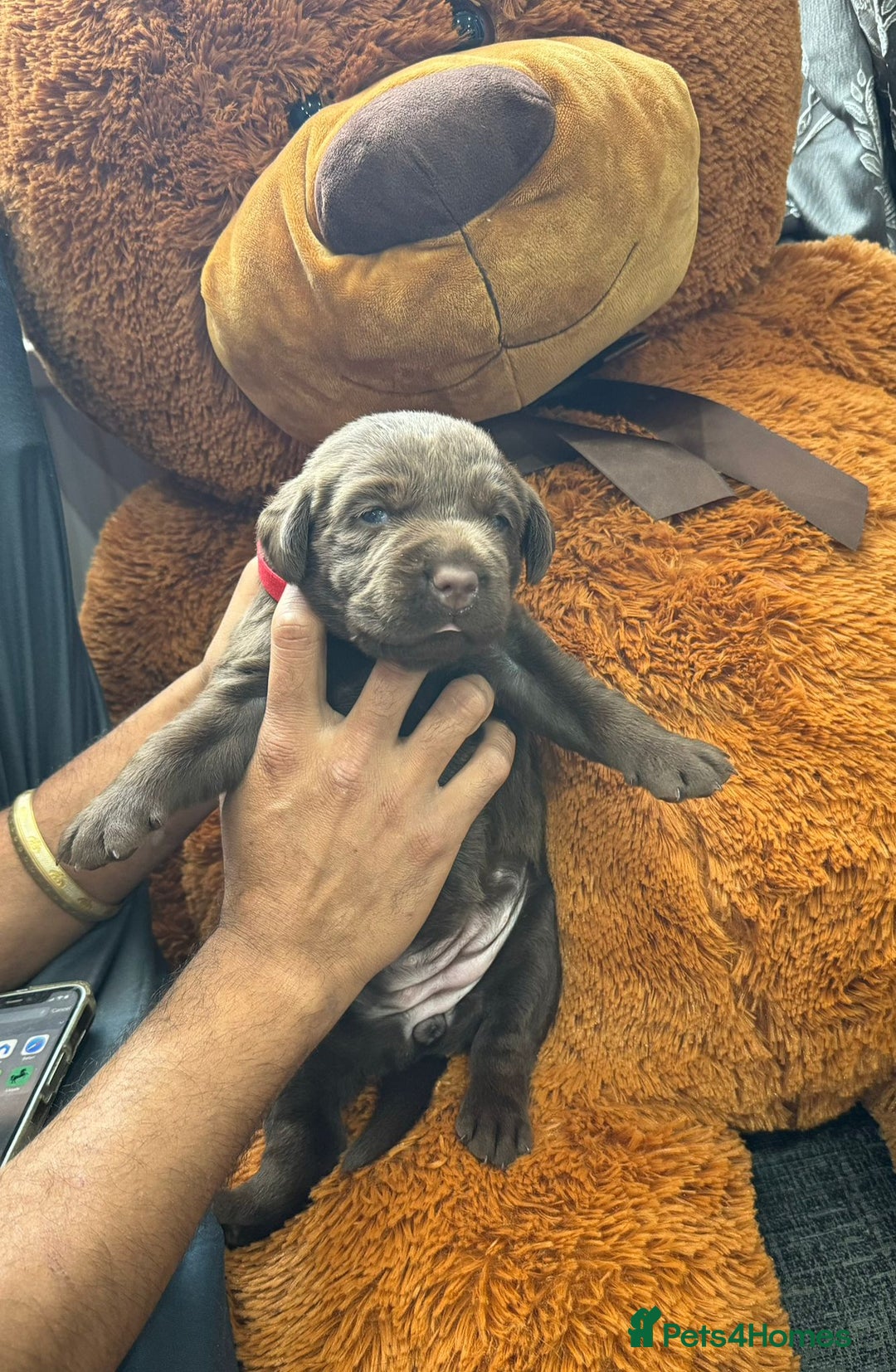 Labrador Retriever dogs for sale: beautyfull pedigree labrador - Image 7