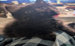 Mixed Breed cats for sale: Spynx X maincoon  - Image 9