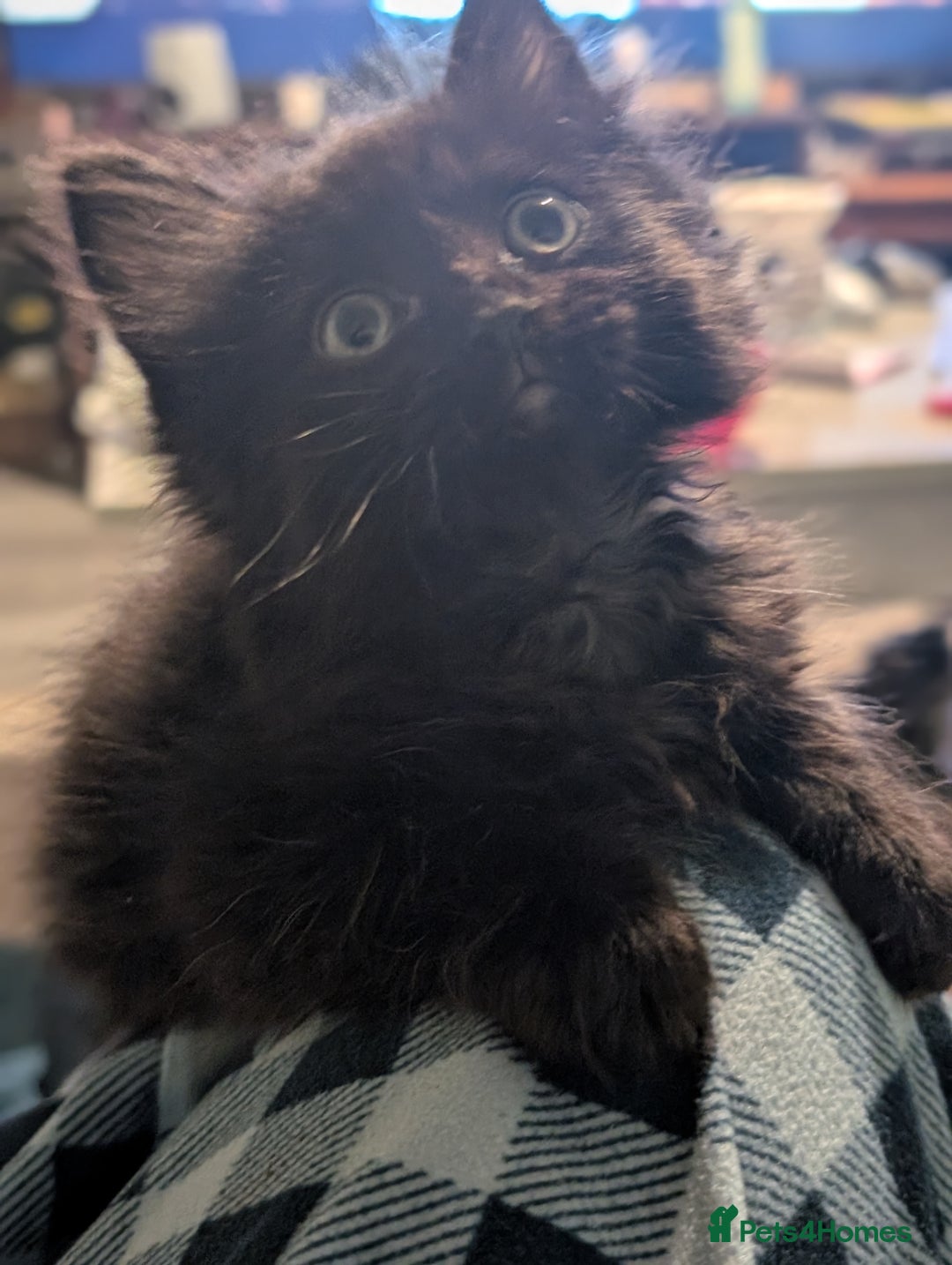 Mixed Breed cats for sale: Spynx X maincoon  - Image 9