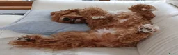 Australian Labradoodle dogs for sale: Multigenerational Australian Labradoodle Puppies - Advert 4