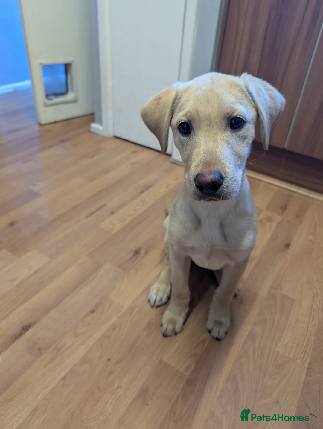 Labrador Retriever dogs for sale: Pedigree lab bitch pup  in York - Advert 7