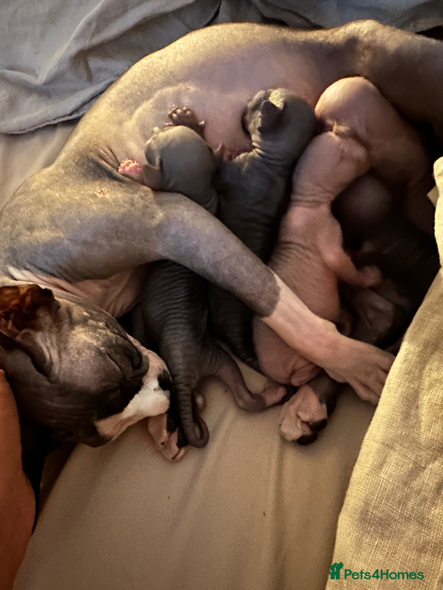 Sphynx cats for sale: Beautiful sphinx kittens  - Advert 1