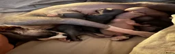 Sphynx cats for sale: Beautiful sphinx kittens  - Advert 1